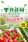 采摘草莓