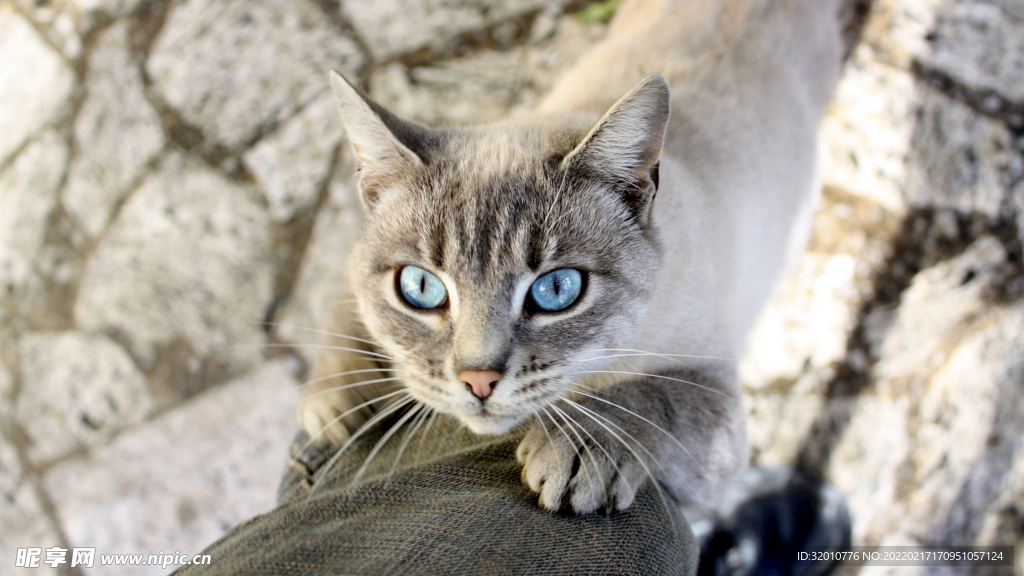 猫猫