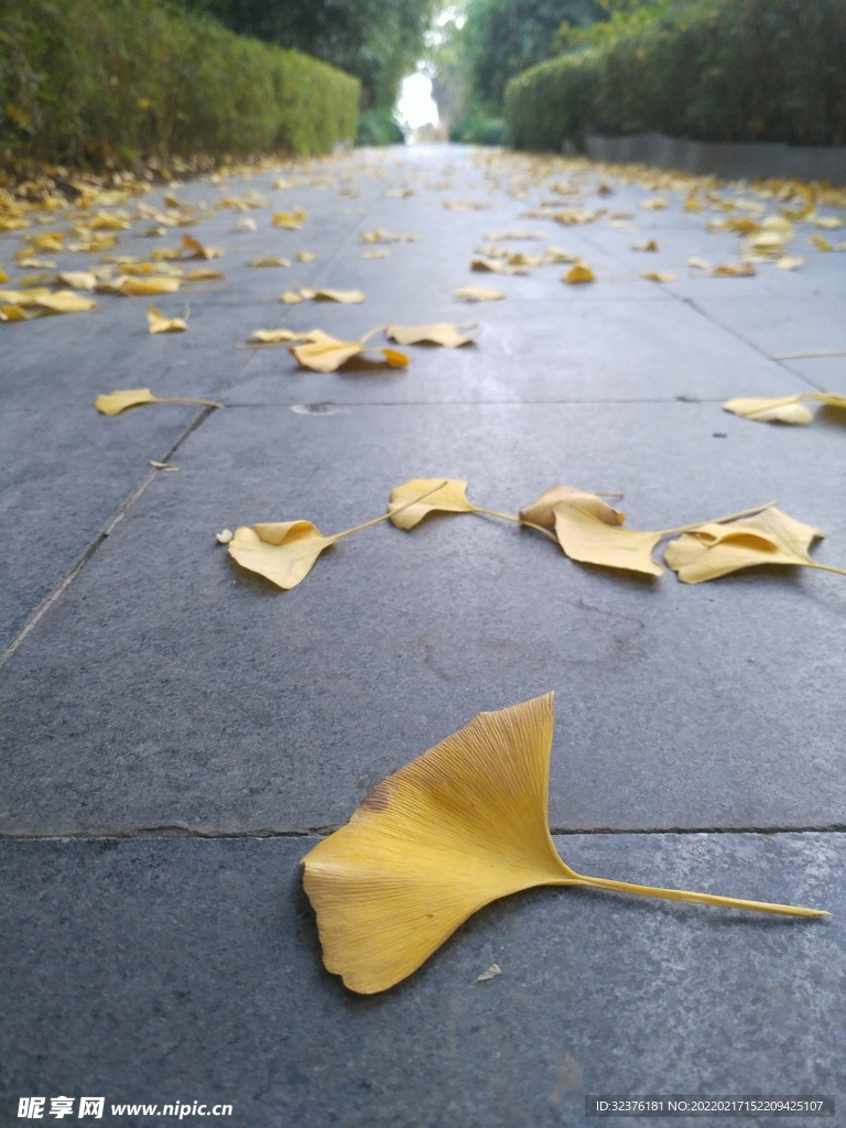 落叶 银杏叶 金色 公园小路 