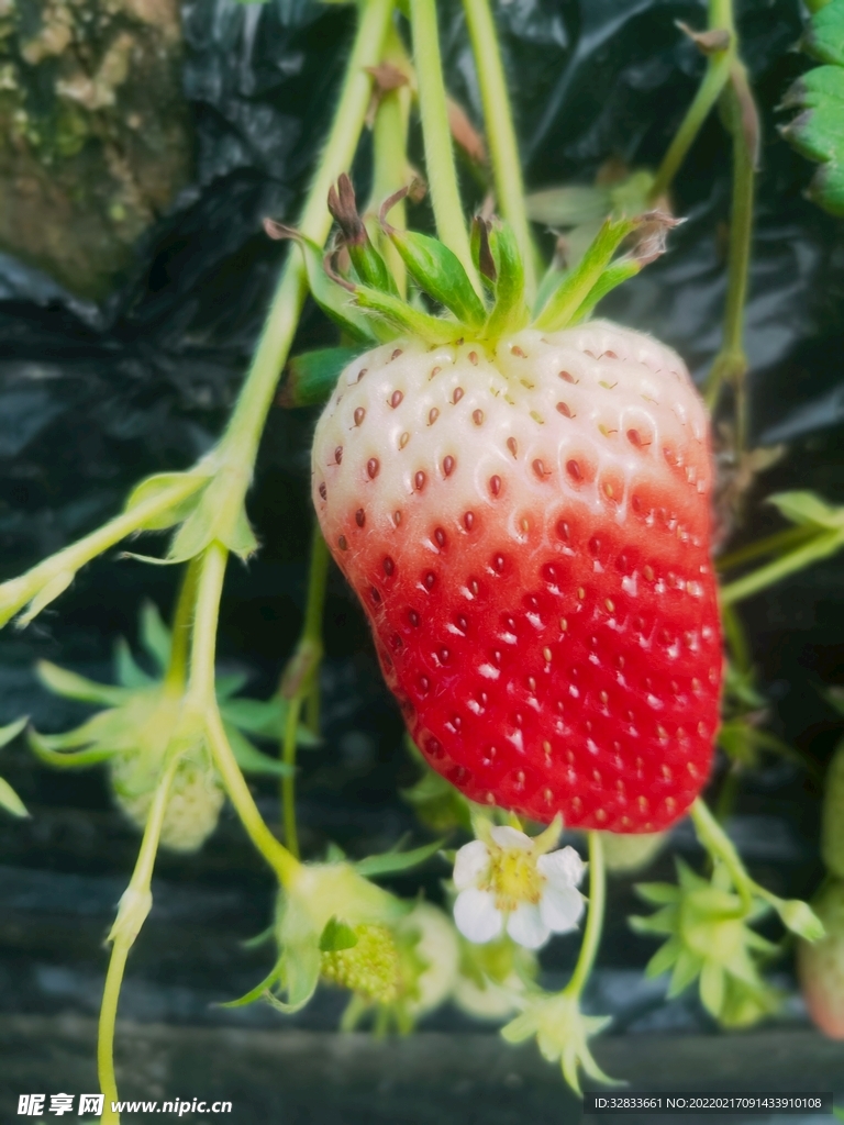 奶油草莓