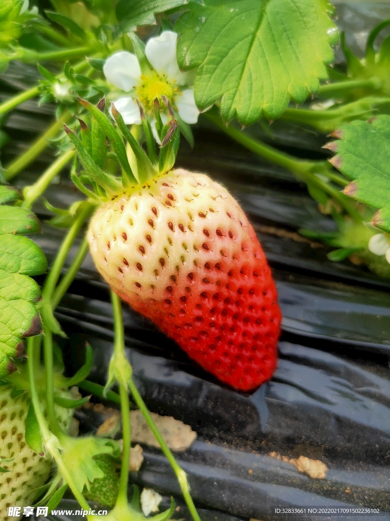 奶油草莓