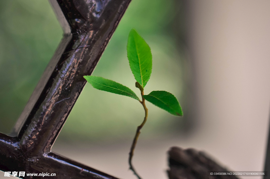 窗户上的绿苗