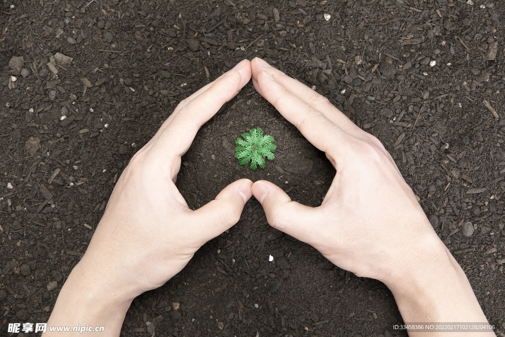 双手捧起泥土里的植物