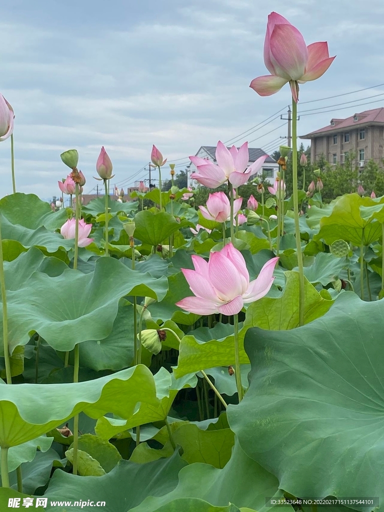 夏日荷花