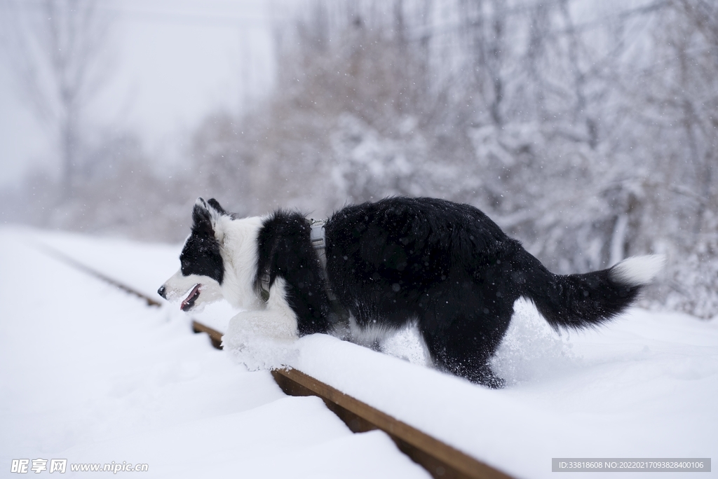 雪中的狗狗