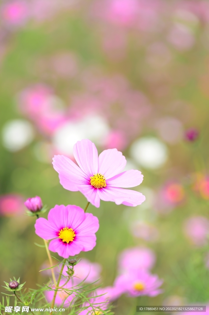 花卉