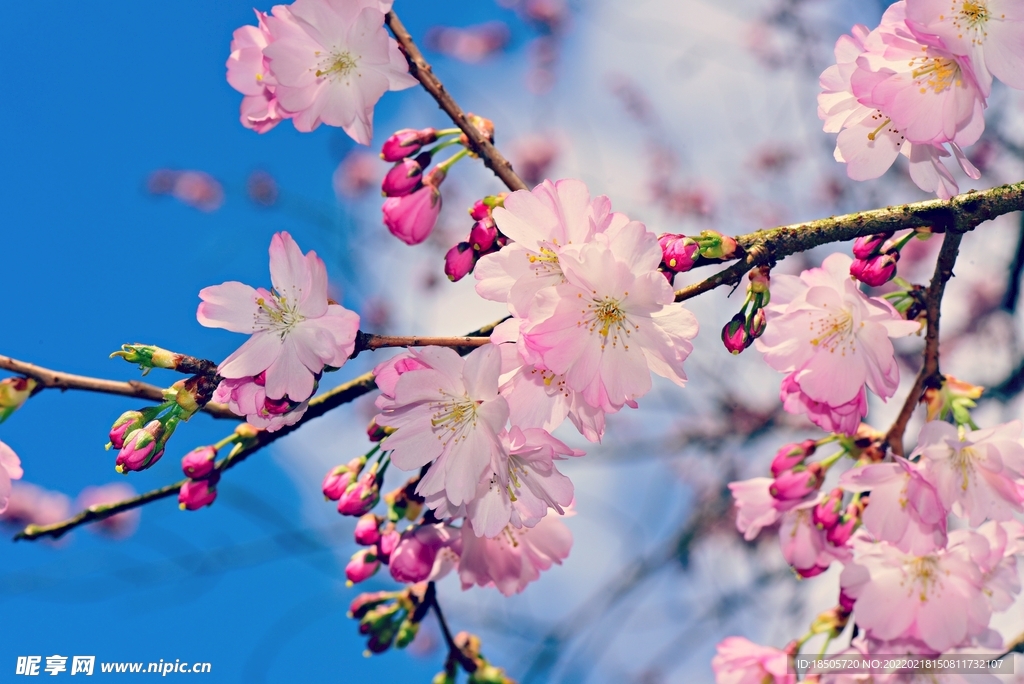 苹果花图片