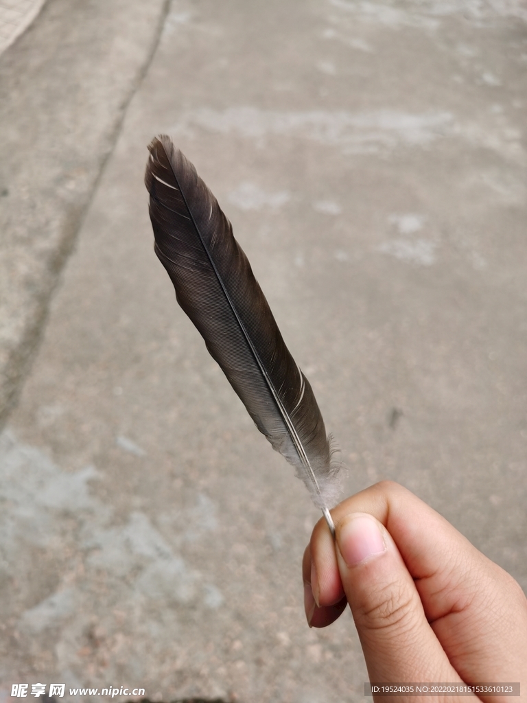 羽毛