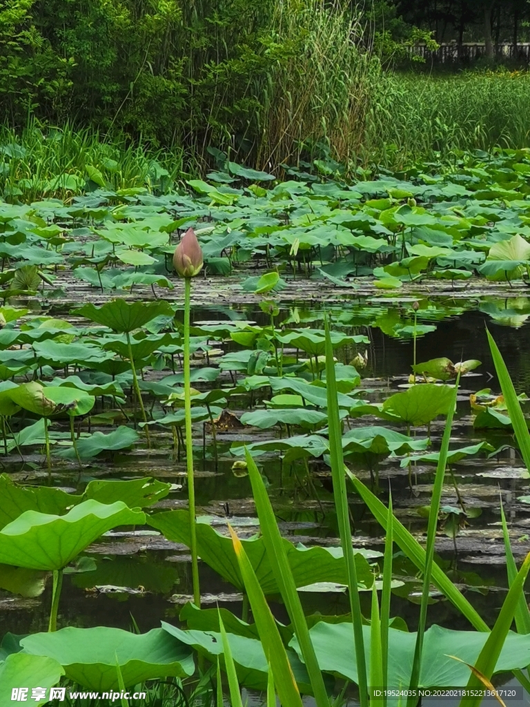 莲池