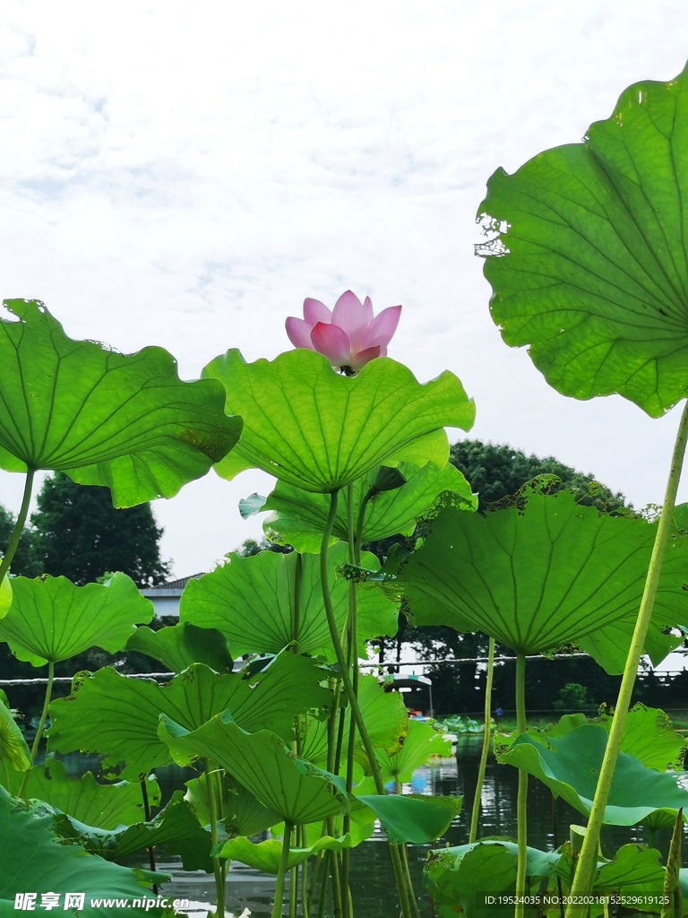 仰视荷花