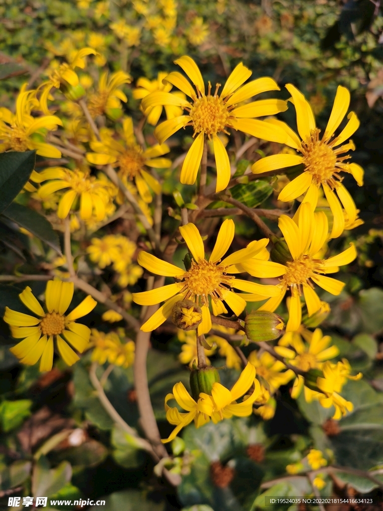 花
