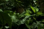 植物