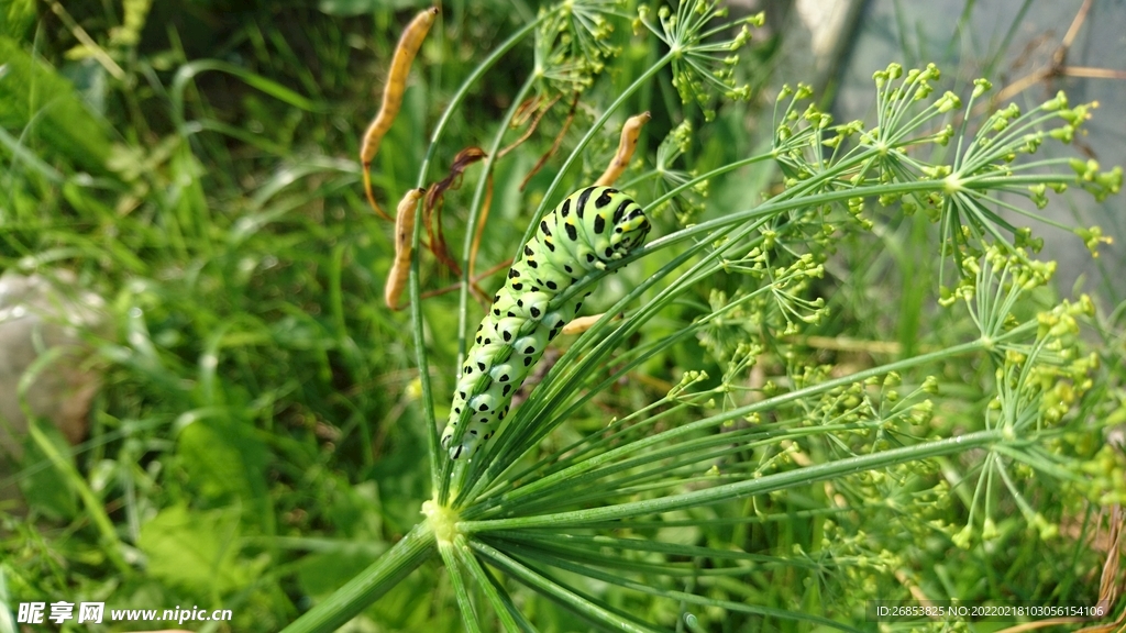 绿色莳萝 