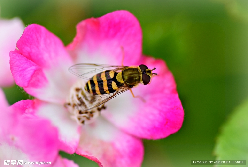 蜜蜂 