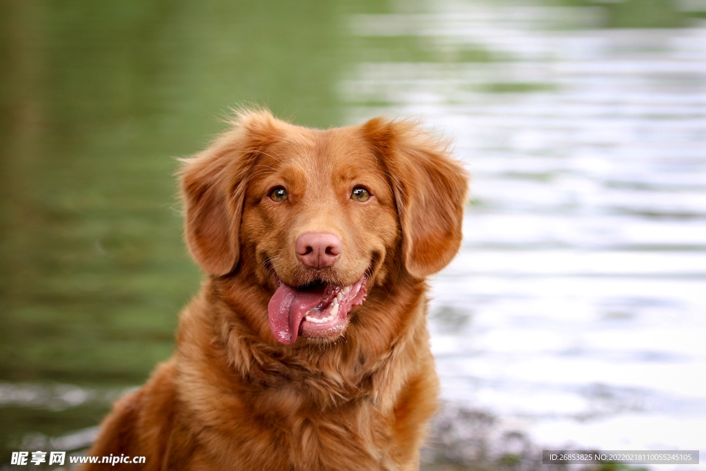 寻猎犬 