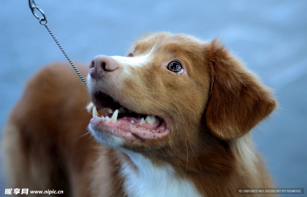 寻猎犬