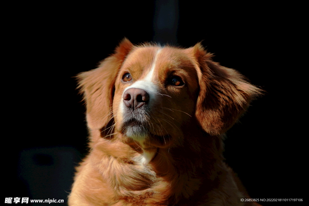 寻猎犬 