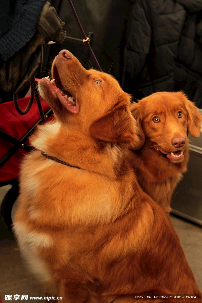 寻猎犬 