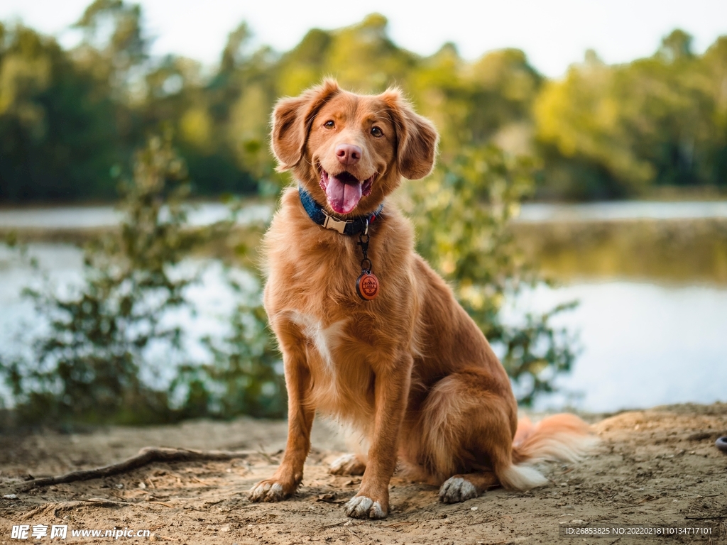 寻猎犬 