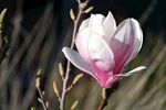 玉兰花 