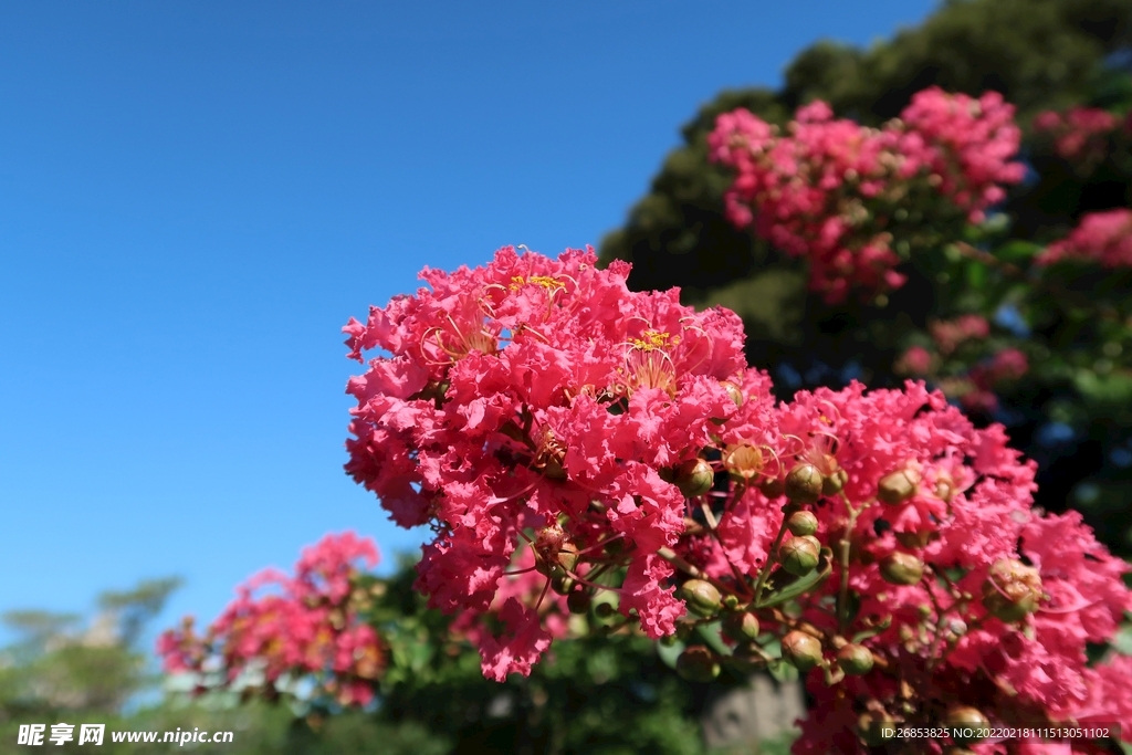 紫薇花