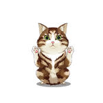 猫              
