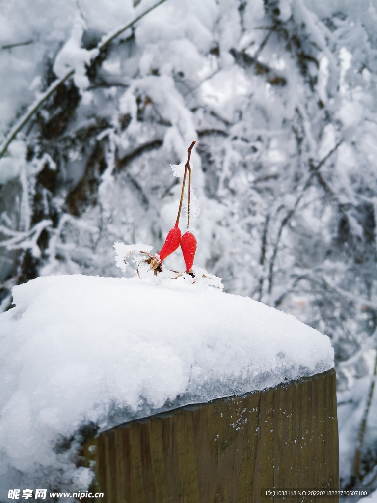 雪