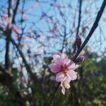 春天