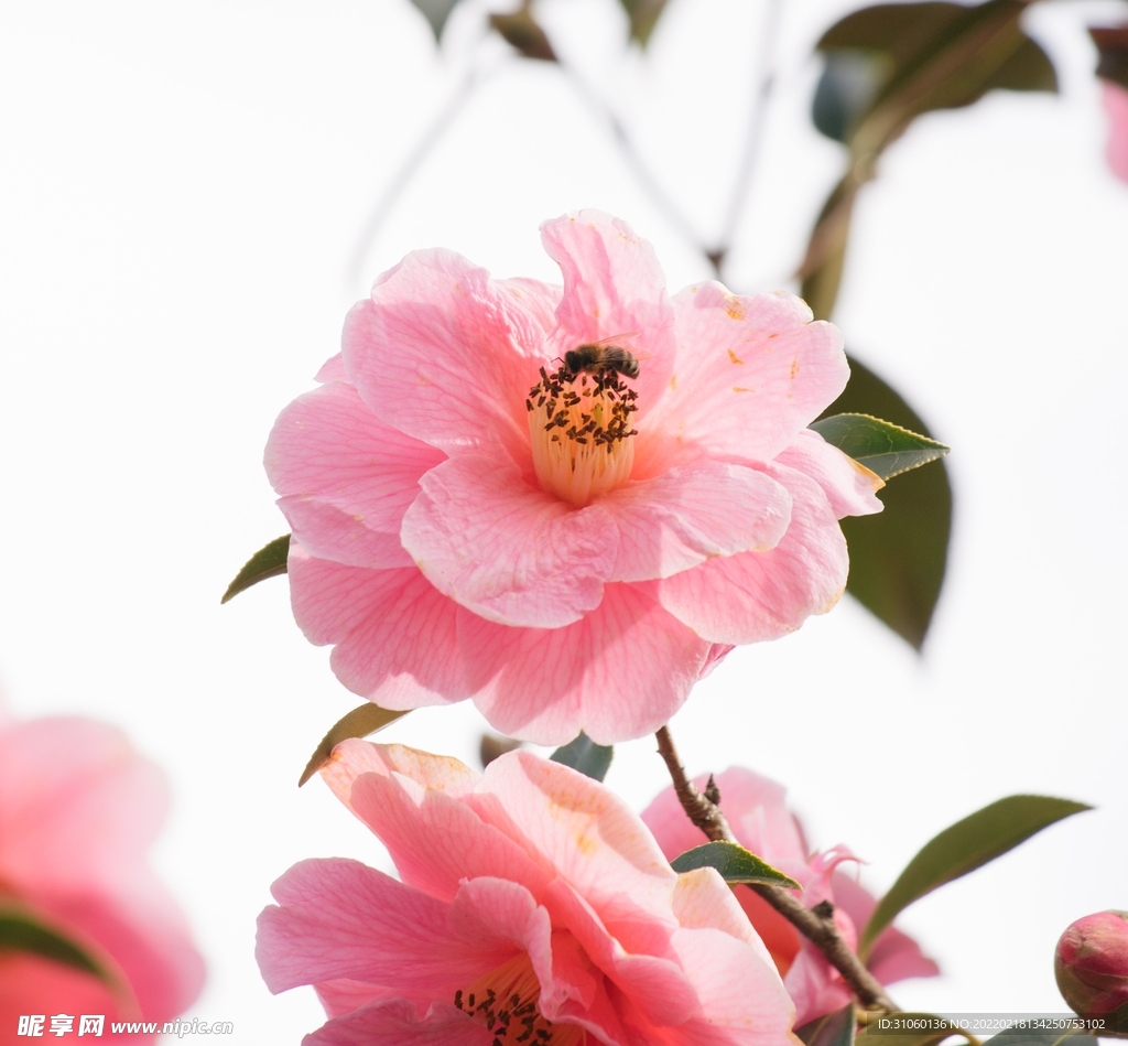 桃花