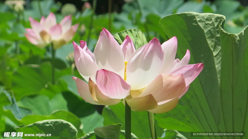 荷花 莲花  