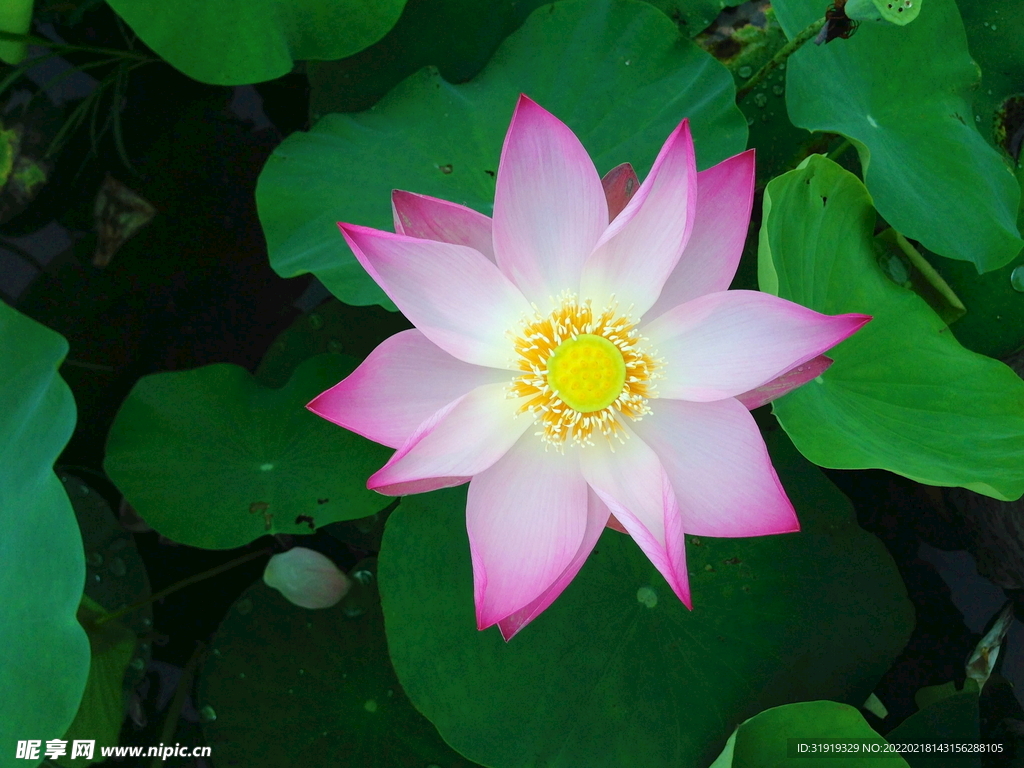  莲花  