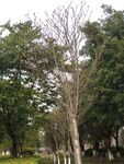 大树