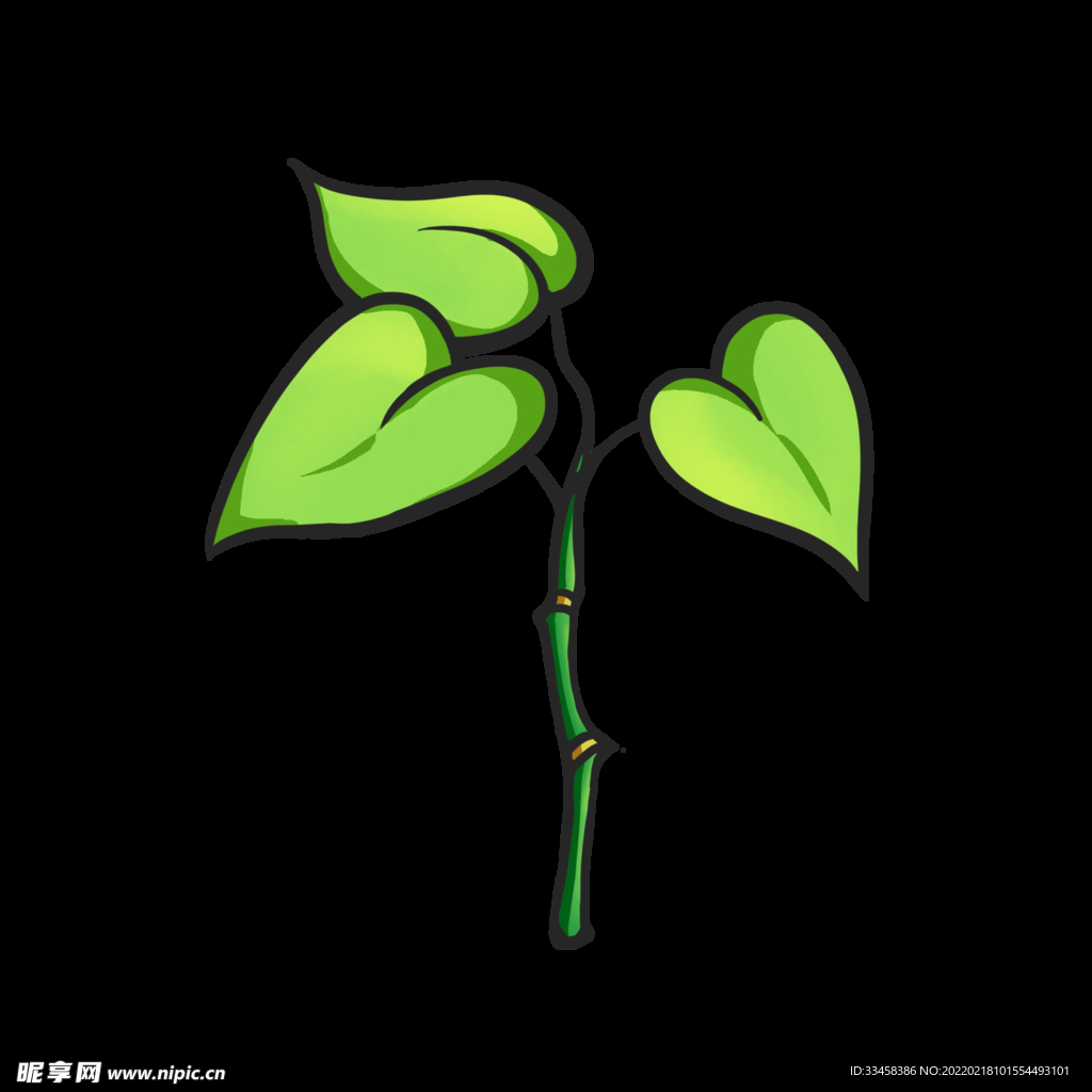 心形叶子植物发芽