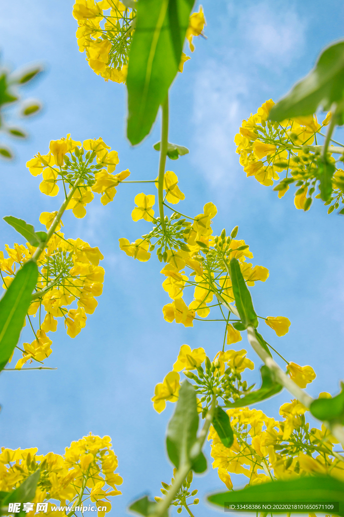 油菜花浓郁摄影图