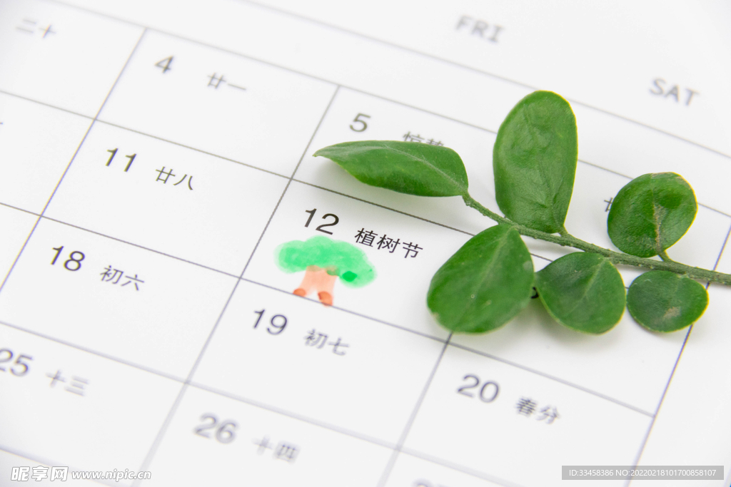 植树节日历树苗室内