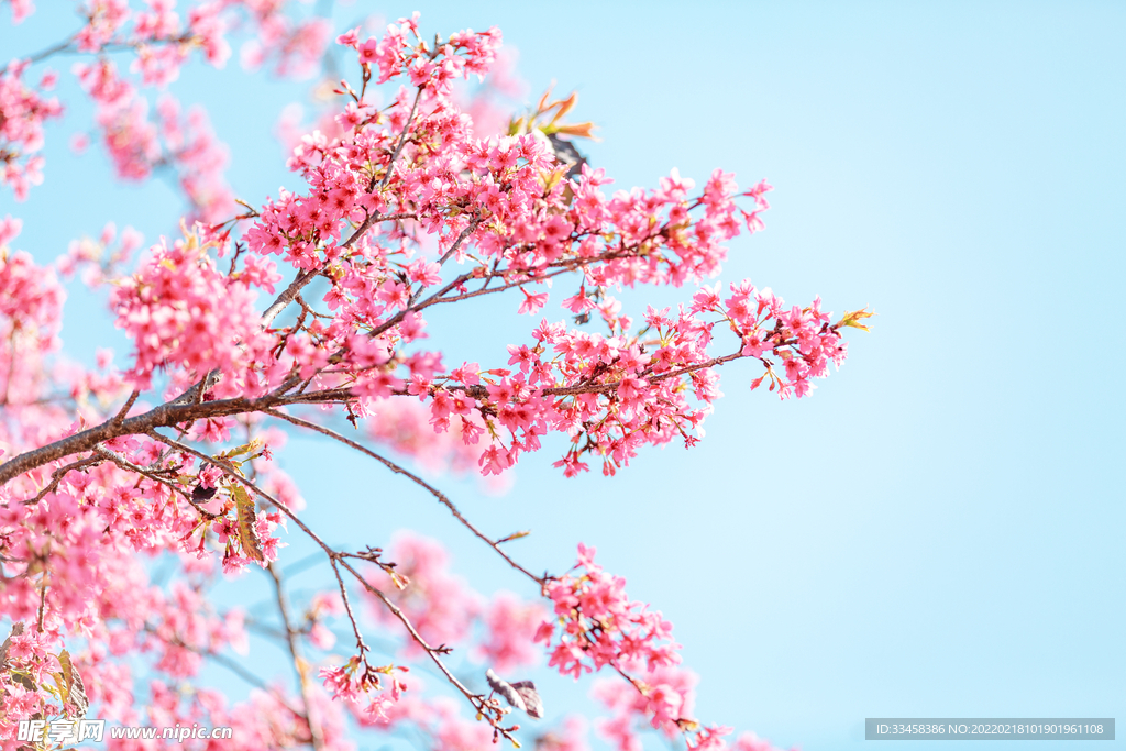蓝天樱花春天花公园开花