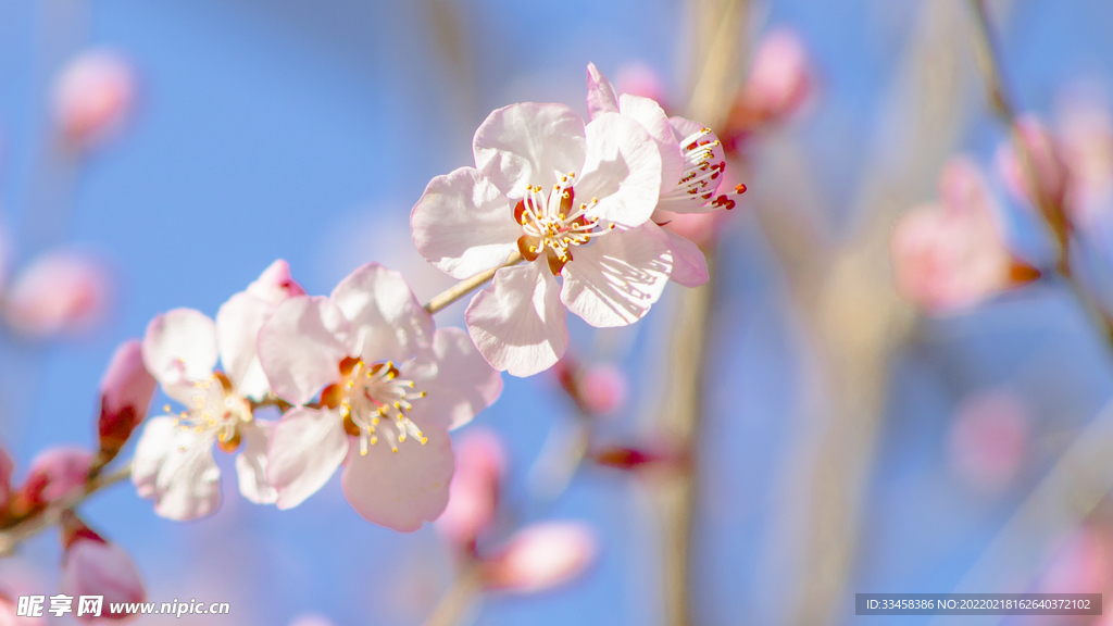 玉渊潭樱花绽放特写