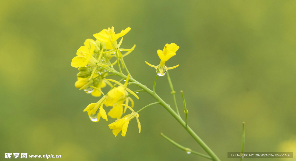 雨中油菜花