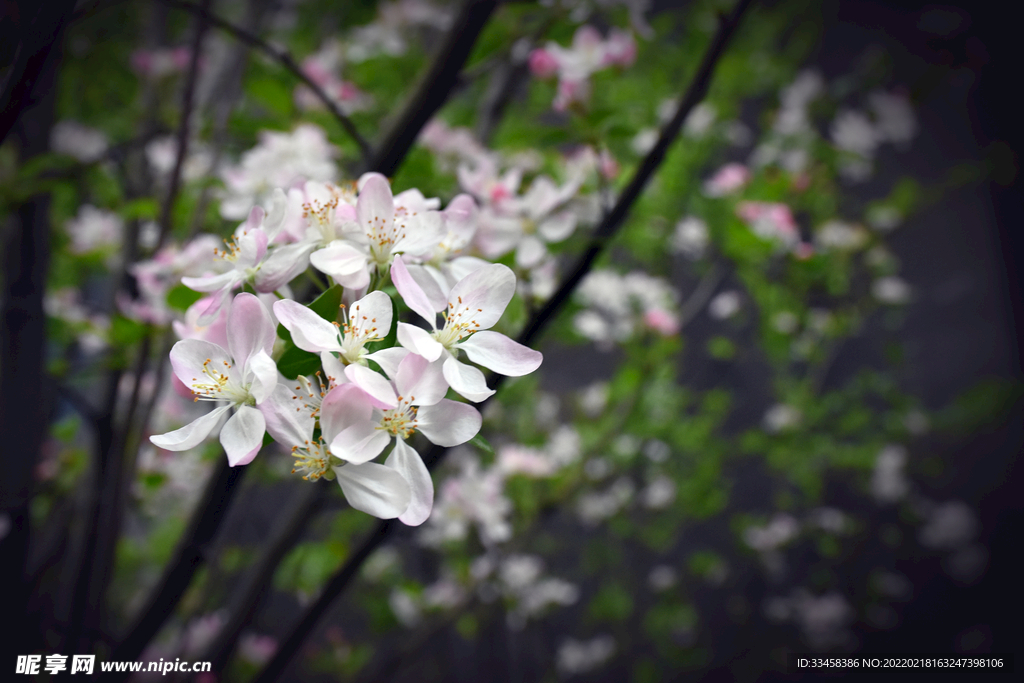 春天桃花