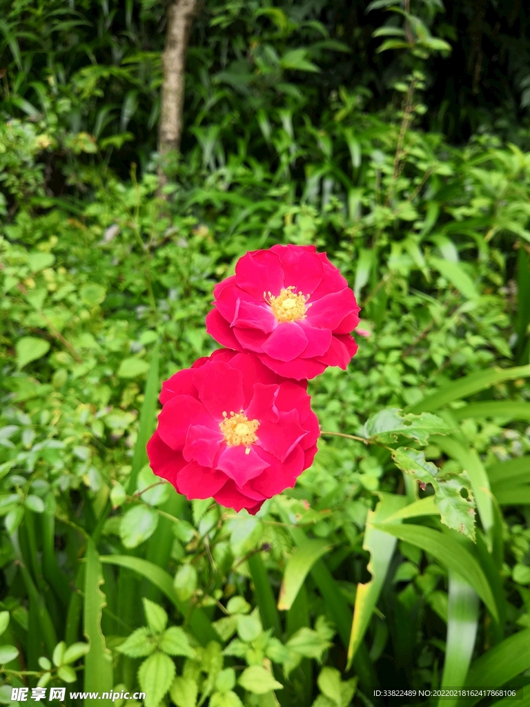 并蒂红花