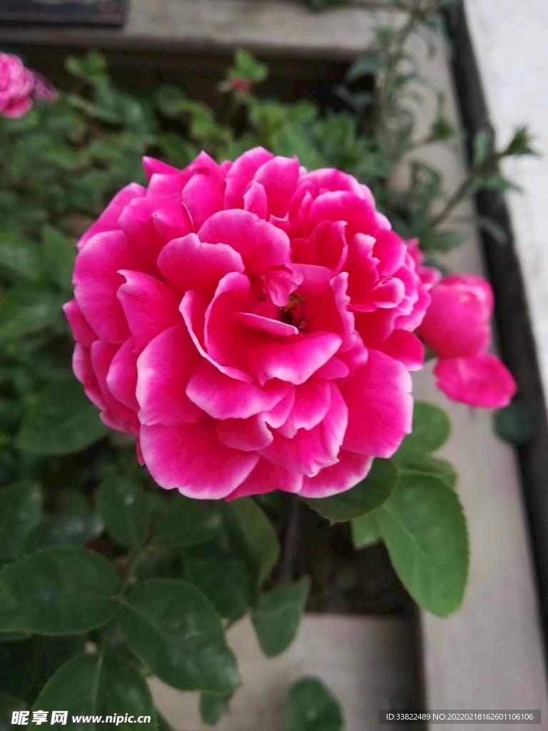 鲜花