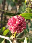 多花苞红花
