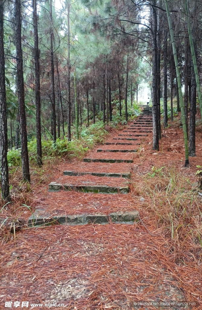 竹林深处