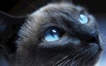 黑色猫咪眼睛