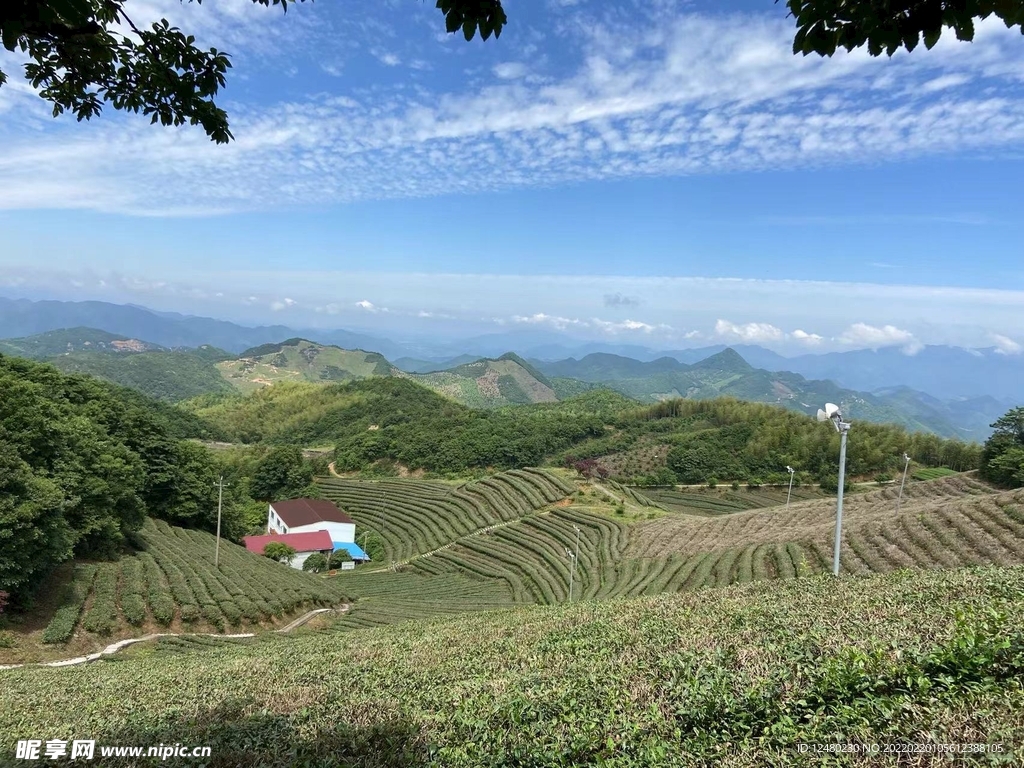 乡间茶园