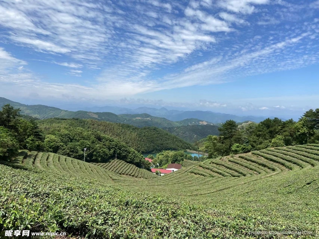 田间茶园