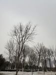 树