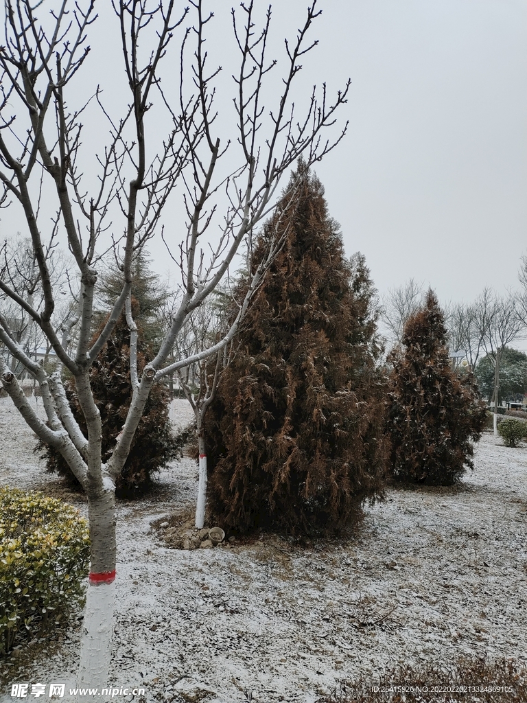 树