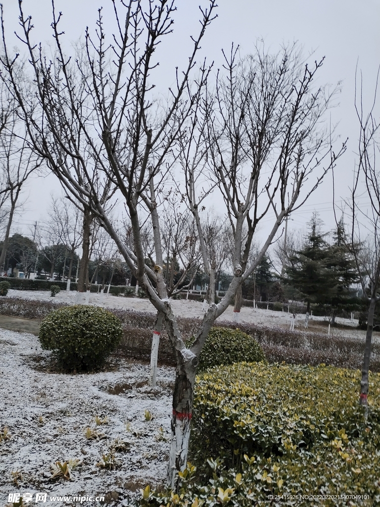 树