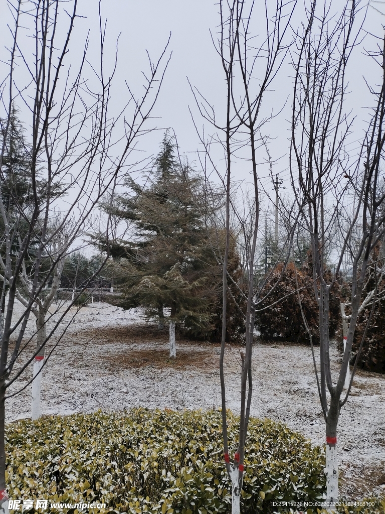 树